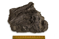 F 02688
          <br/>
          
          <br/>
          <em></em>